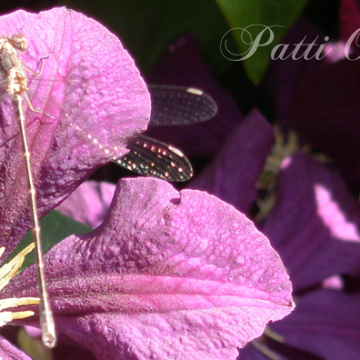 smDfly